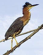 Green Heron