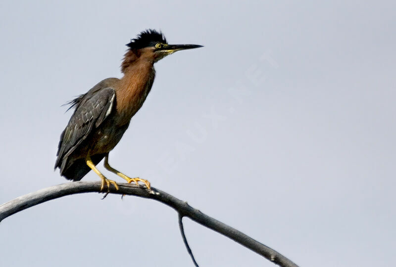 Green Heron