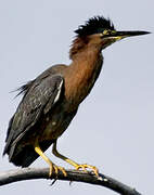 Green Heron