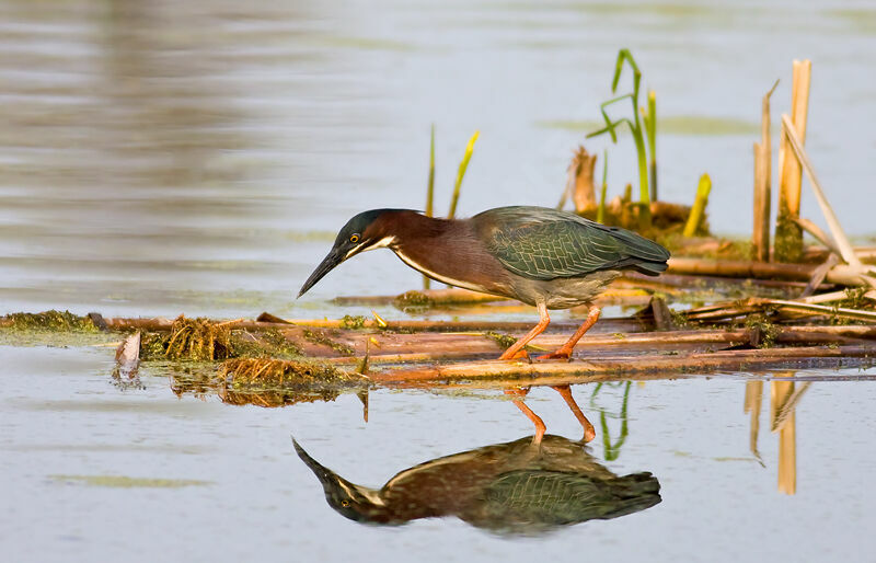 Green Heron, identification, feeding habits, Behaviour