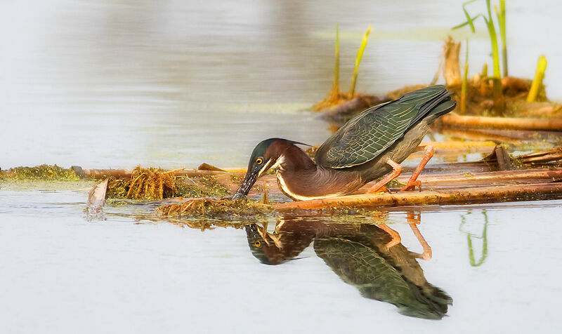 Green Heron, identification, feeding habits, Behaviour