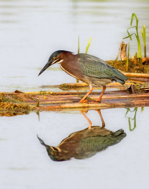 Green Heron, identification, feeding habits, Behaviour