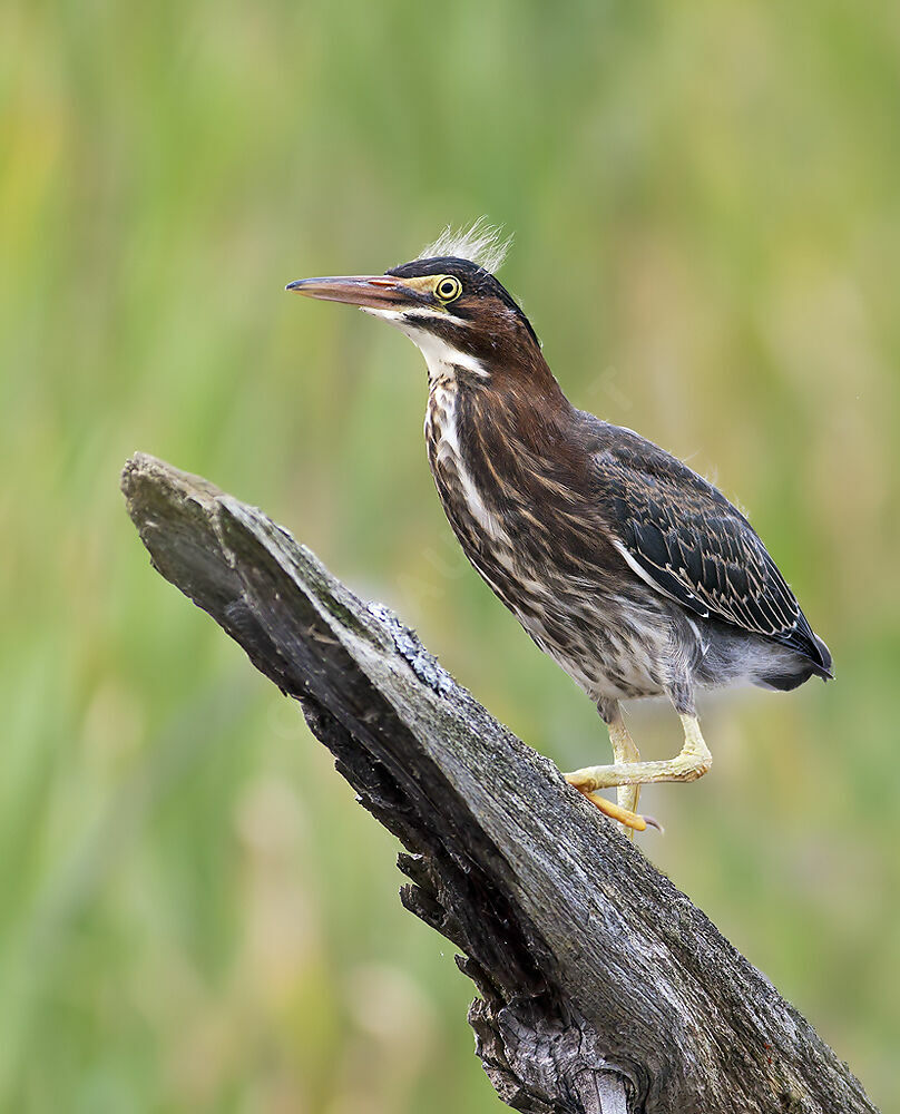 Green Heronjuvenile, identification, Behaviour