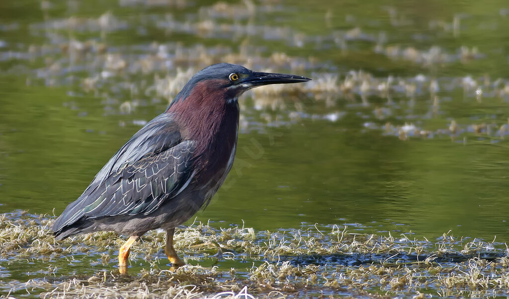 Green Heronadult, identification, Behaviour