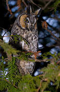 Long-eared Owl