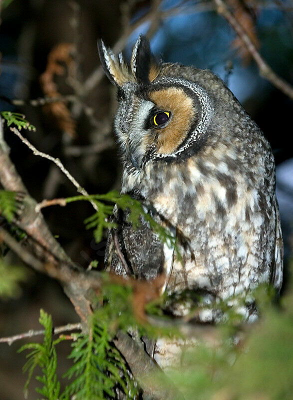 Long-eared Owl