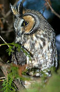 Long-eared Owl