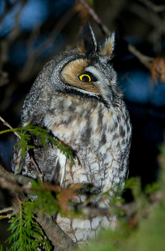 Long-eared Owl