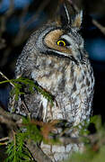 Long-eared Owl