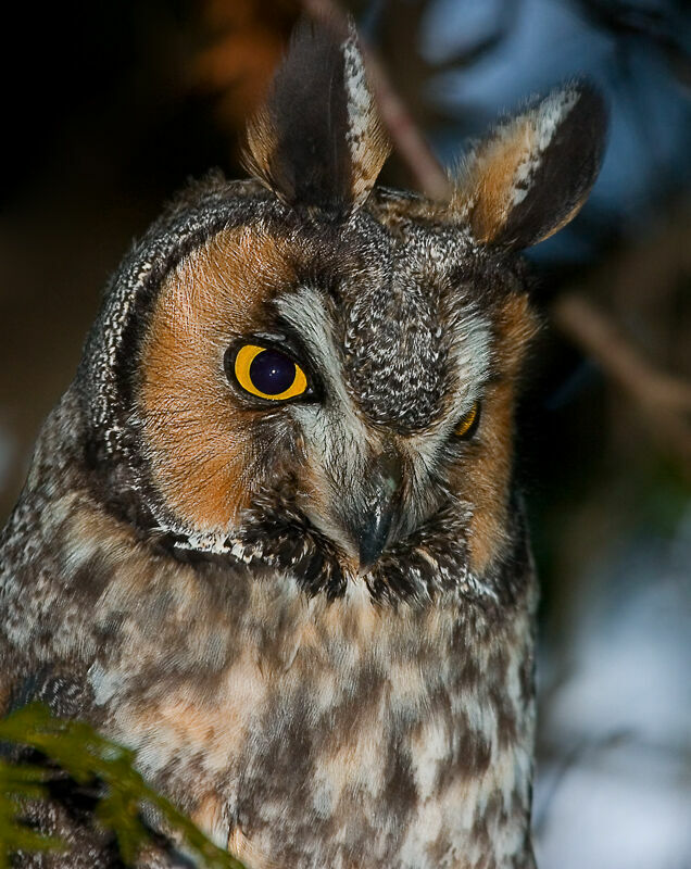 Long-eared Owl