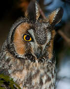 Long-eared Owl