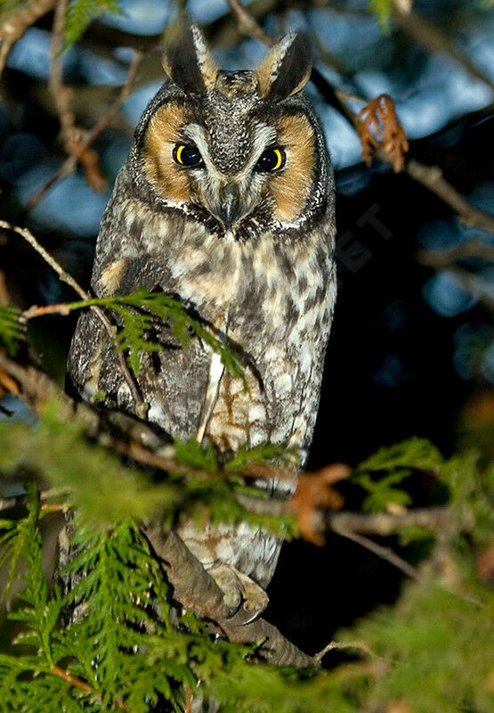 Long-eared Owl