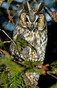 Long-eared Owl