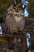 Long-eared Owl