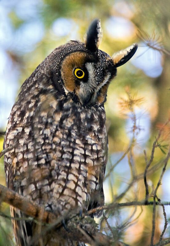 Long-eared Owl