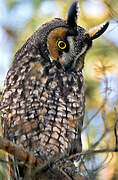 Long-eared Owl