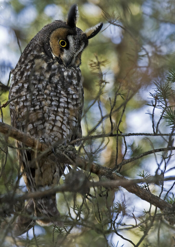 Hibou moyen-duc, identification, Comportement