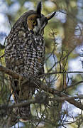 Long-eared Owl