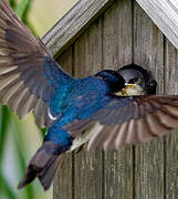 Tree Swallow