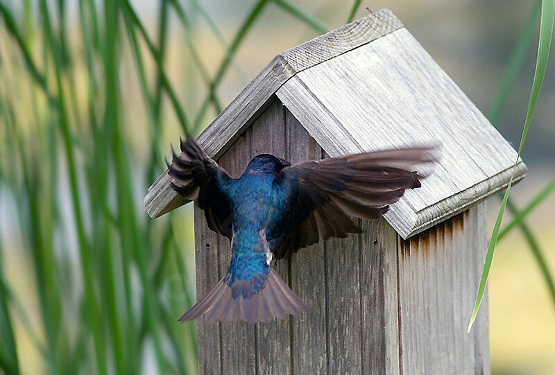 Tree Swallow female adult