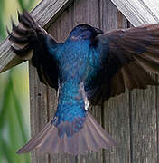 Tree Swallow