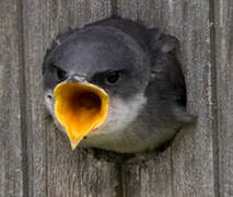 Tree Swallow