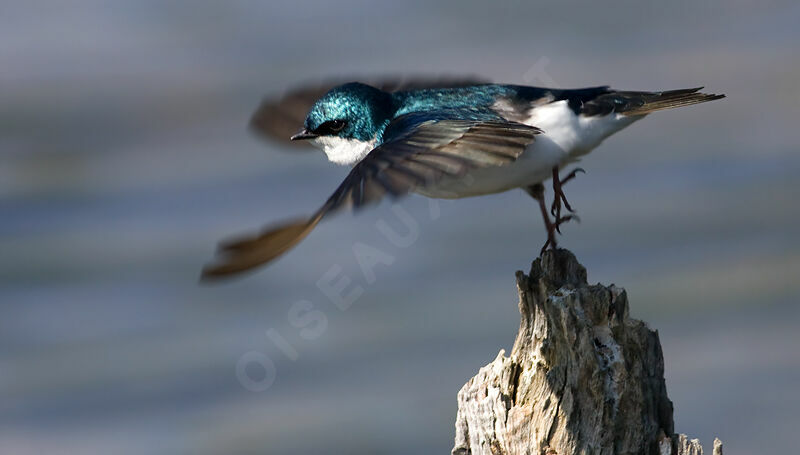 Tree Swallowadult, identification, Flight, Behaviour