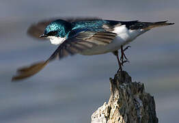 Tree Swallow