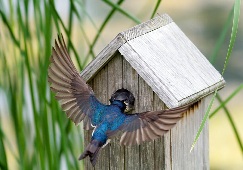 Tree Swallow female adult