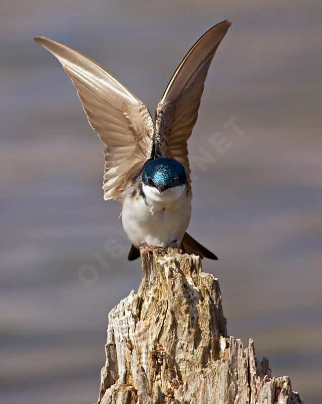 Hirondelle bicoloreadulte, identification