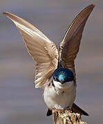 Tree Swallow