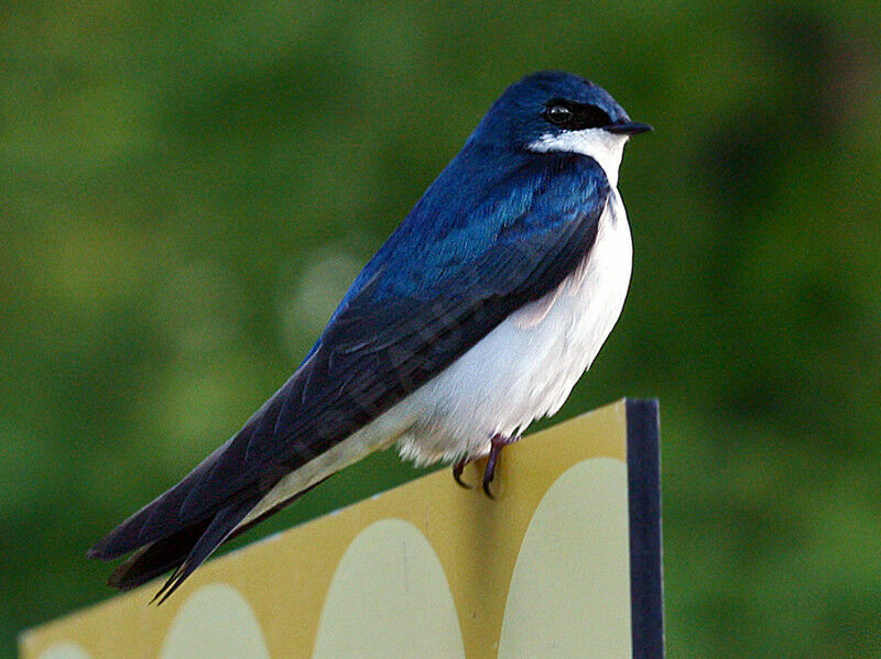 Tree Swallow