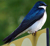 Tree Swallow