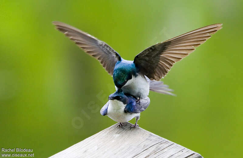 Hirondelle bicoloreadulte, accouplement.