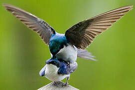 Tree Swallow