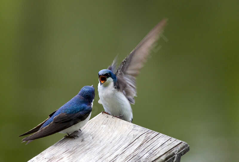 Tree Swallow adult