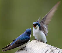 Tree Swallow