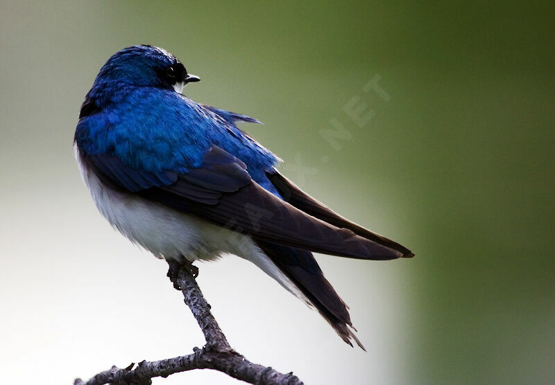 Tree Swallow