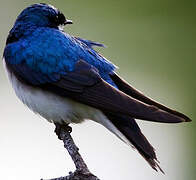 Tree Swallow