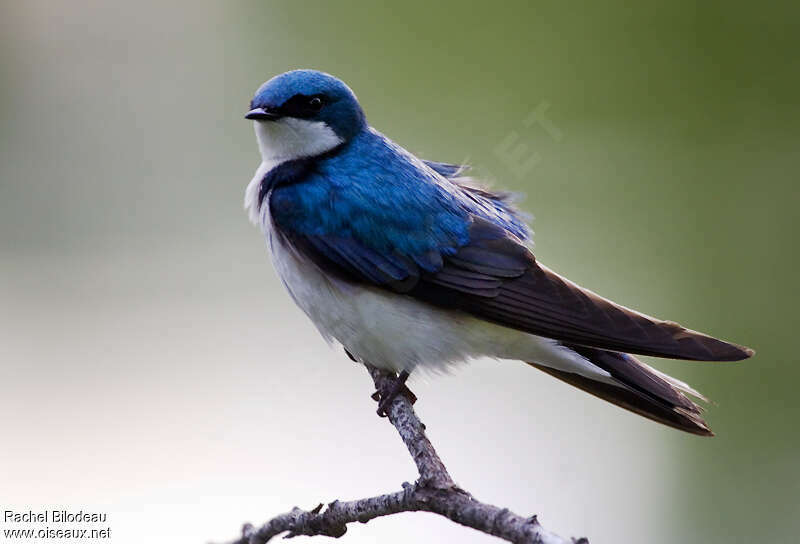 Hirondelle bicoloreadulte, identification