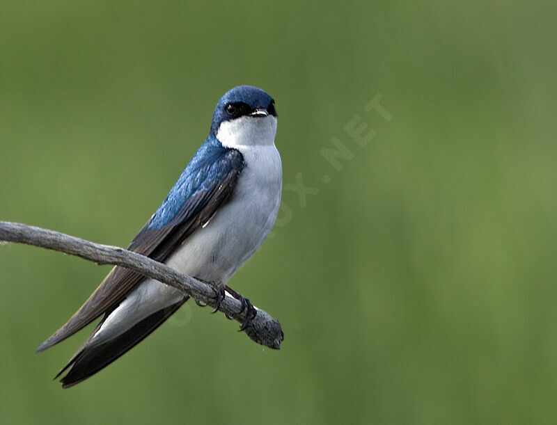 Tree Swallowadult