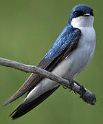 Tree Swallow