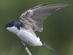 Tree Swallow