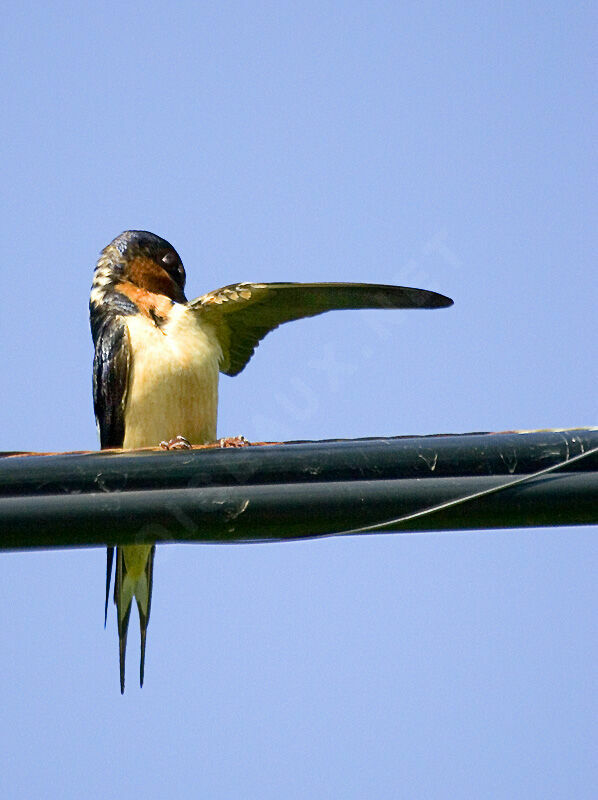 Barn Swallow