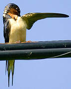 Barn Swallow