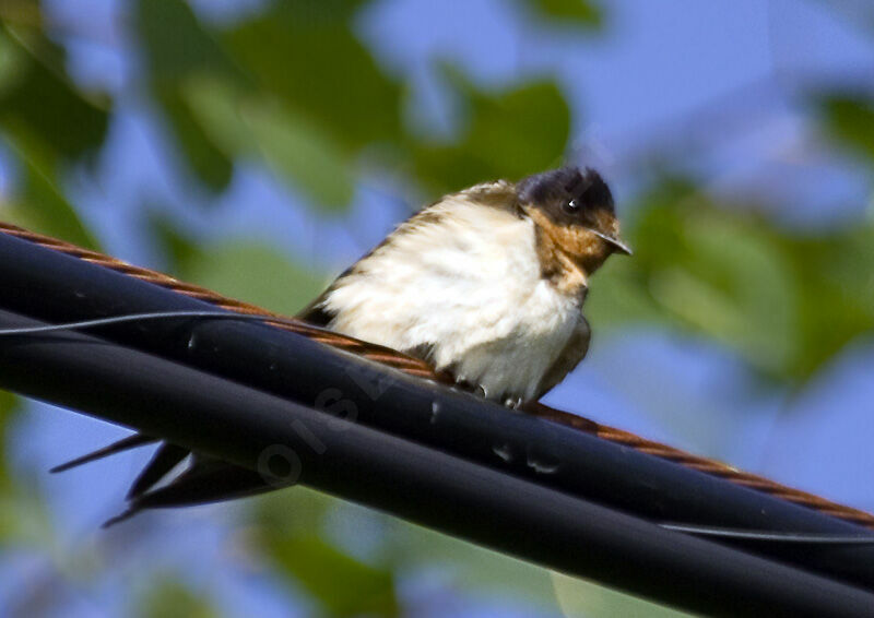 Barn Swallow
