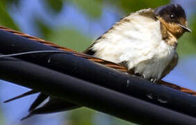 Barn Swallow