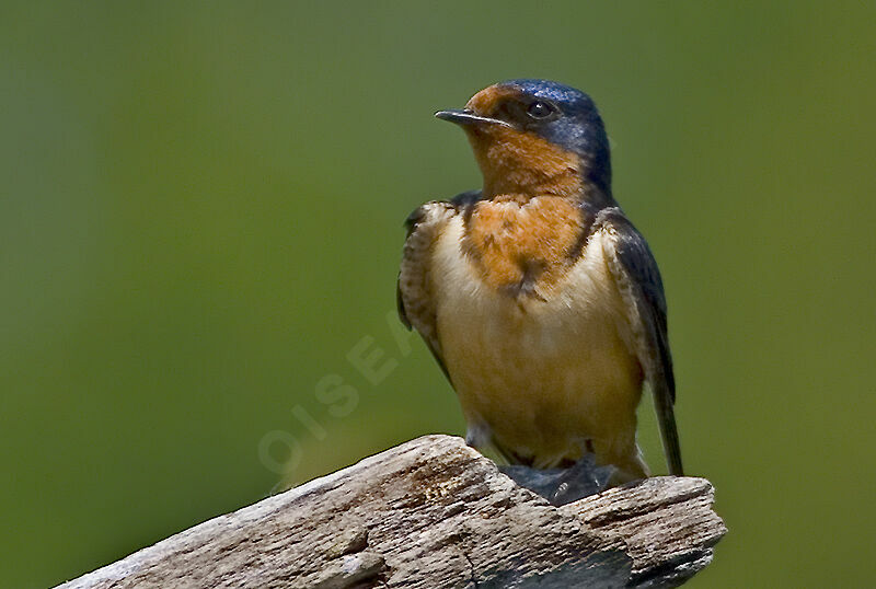 Barn Swallow male adult, identification