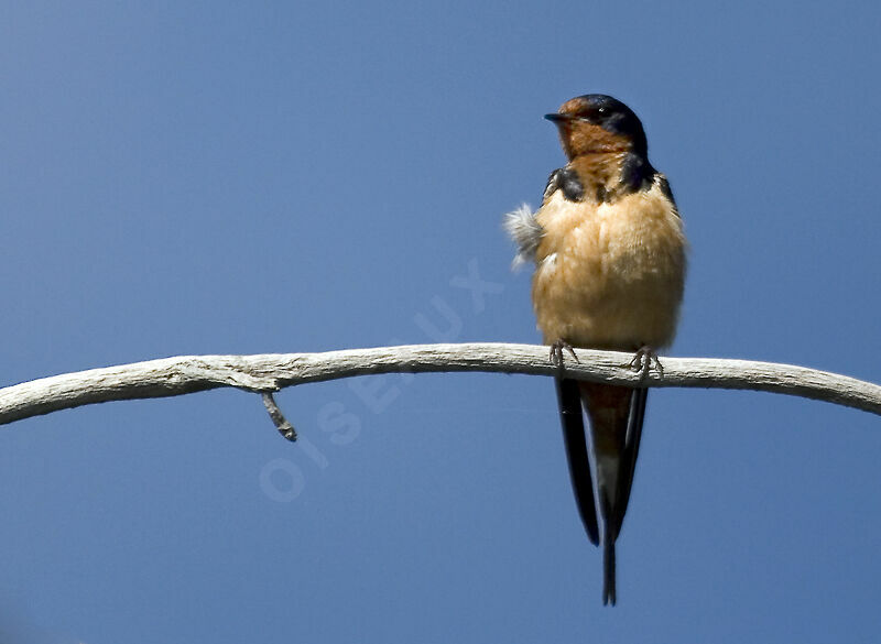 Barn Swallow