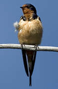 Barn Swallow